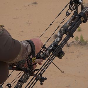 Tracking Mountain Gazelle United Arab Emirates