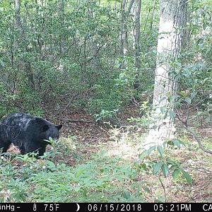 Black bear northern VA