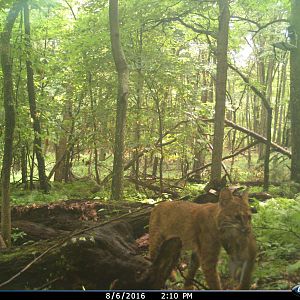 Bobcat WV