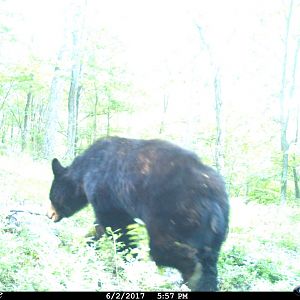 Black bear WV