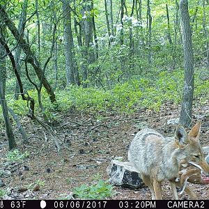 Coyote northern VA