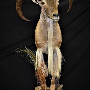 Half Body Aoudad Mount Taxidermy