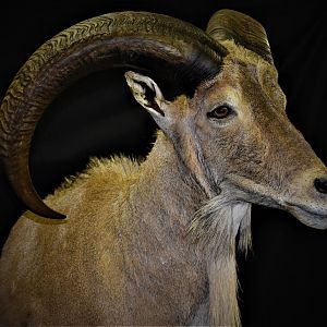 Half Body Aoudad Mount Taxidermy