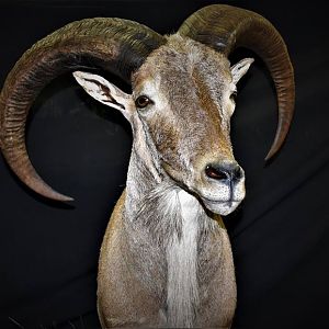 Half Body Aoudad Mount Taxidermy