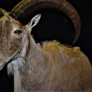 Half Body Aoudad Mount Taxidermy