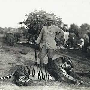 Hunting Tiger