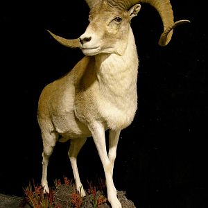 Kyrgyzstan Marco Polo Full Mount Taxidermy