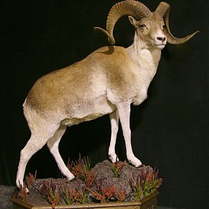 Kyrgyzstan Marco Polo Full Mount Taxidermy