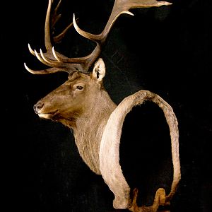 Tian Shan Wapiti / Asian Elk shoulder Mount Pedestal Taxidermy