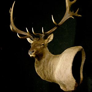 Tian Shan Wapiti / Asian Elk shoulder Mount Pedestal Taxidermy