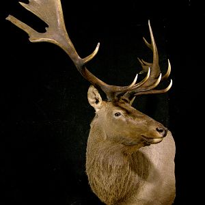 Tian Shan Wapiti / Asian Elk shoulder Mount Pedestal Taxidermy