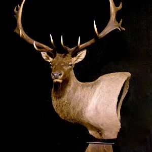 Tian Shan Wapiti / Asian Elk shoulder Mount Pedestal Taxidermy