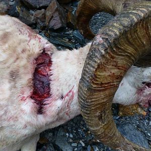 DALL SHEEP Taxidermy MAGIC