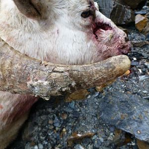 DALL SHEEP Taxidermy MAGIC