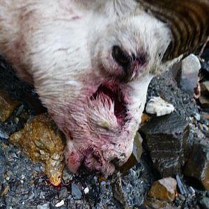 DALL SHEEP Taxidermy MAGIC