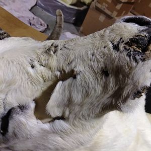 DALL SHEEP Taxidermy MAGIC