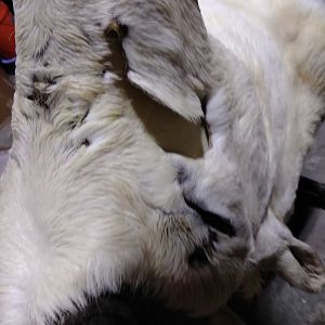 DALL SHEEP Taxidermy MAGIC