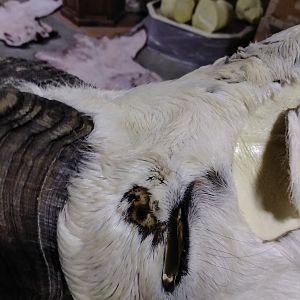 DALL SHEEP Taxidermy MAGIC