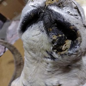 DALL SHEEP Taxidermy MAGIC