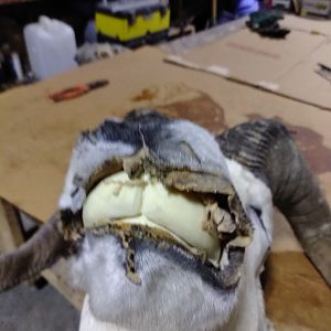 DALL SHEEP Taxidermy MAGIC