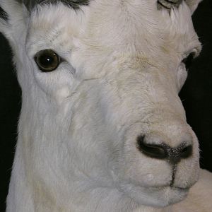 DALL SHEEP Taxidermy MAGIC