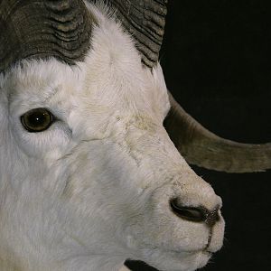 DALL SHEEP Taxidermy MAGIC