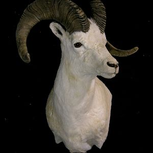 DALL SHEEP Taxidermy MAGIC