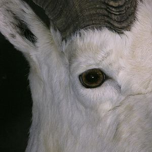 DALL SHEEP Taxidermy MAGIC