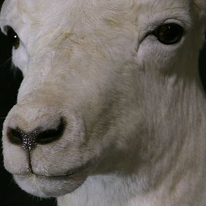 DALL SHEEP Taxidermy MAGIC