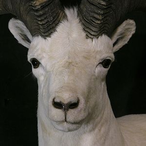 DALL SHEEP Taxidermy MAGIC