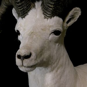 DALL SHEEP Taxidermy MAGIC