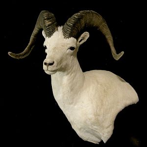 DALL SHEEP Taxidermy MAGIC