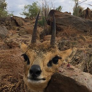 Hunting Klipspringer in Namibia