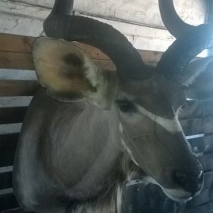 Kudu Shoulder Mount Taxidermy