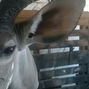 Kudu Shoulder Mount Taxidermy Up Close