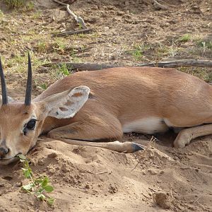 Namibia Hunting Steenbok