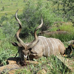 Kudu Hunting Namibia