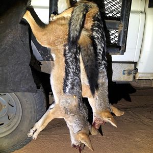 South Africa Hunt Jackal