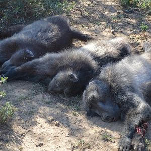 Baboon Hunting South Africa