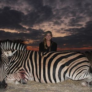 Burchell's Plain Zebra Hunt South Africa