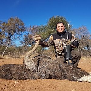 Female Ostrich Hunting South Africa