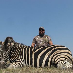 Burchell's Plain Zebra Hunt South Africa