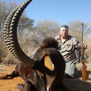 Hunt Sable Antelope in South Africa