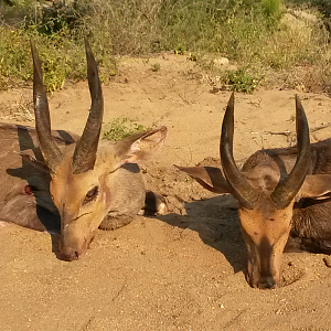 Bushbuck Hunting South Africa