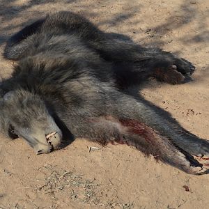 Hunt Baboon in South Africa