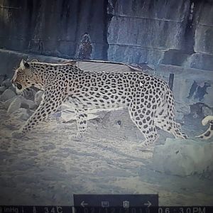 Namibia Trail Cam Pictures Leopard