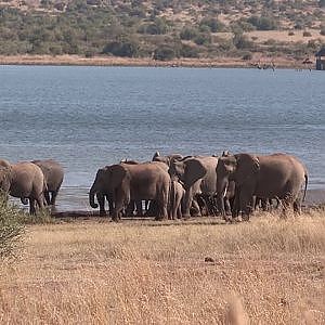 True Southern African Hunting At Its Best With Wild Wildebeest Safaris