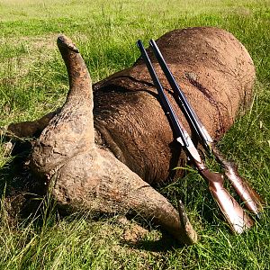 Cape Buffalo with JKO Hunting Safaris