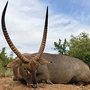 Big Waterbuck with JKO Hunting Safaris