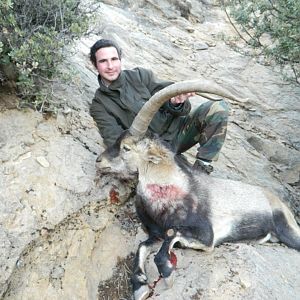 Sierra Nevada Ibex from Spain